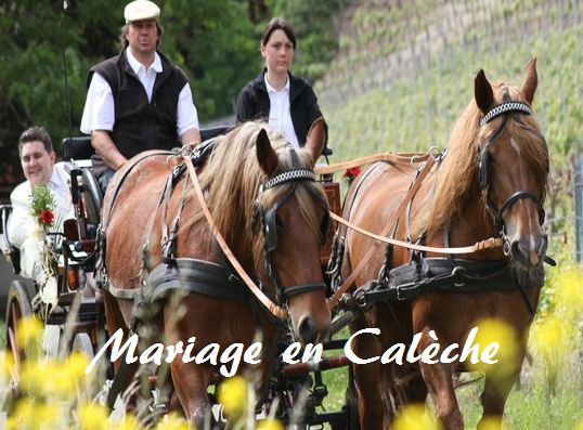 Location de calèche blanche avec chevaux blanc mariage et fete publique